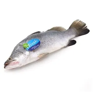 วีอาร์เฟรช ปลากระพงขาว 400-600 ก./ตัว